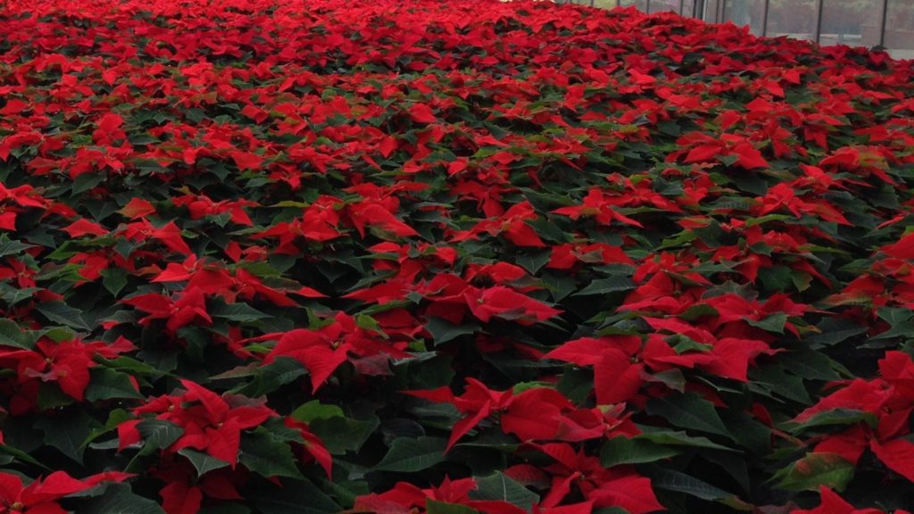 cultivation-of-poinsettia